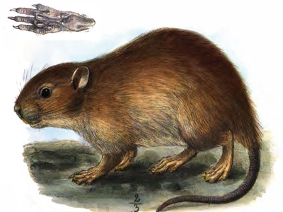 Indian Rat Bandicoot