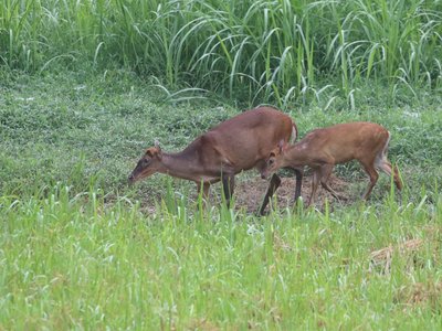 Indian Red Muntjac