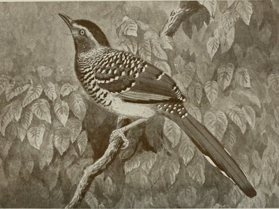 Indian Rock Rat