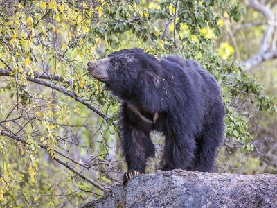 Indian Sloth Bear
