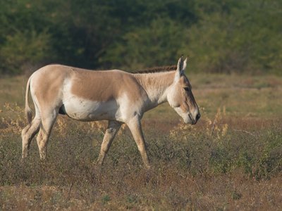 Indian Wild Ass