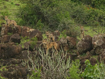 Indian Wolf