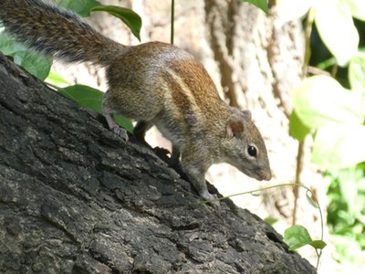 Indochinese Ground Squirrel