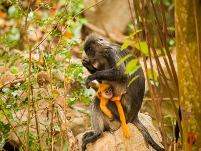 Indochinese Lutung