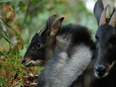 Indochinese Serow