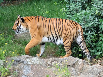 Indochinese Tiger