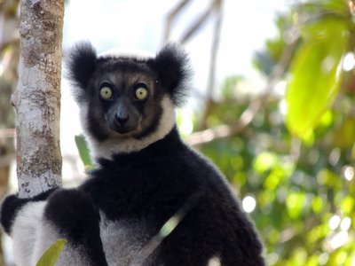Indri