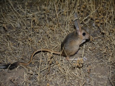 Iranian Jerboa