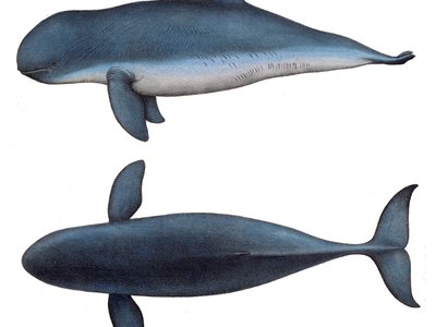 Irrawaddy Dolphin