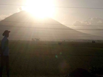 Isarog Shrew