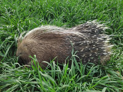 Italian Crested Porcupine
