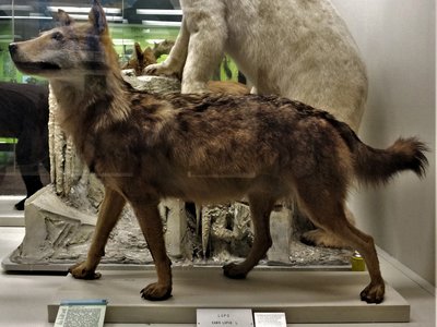 Italian Wolf