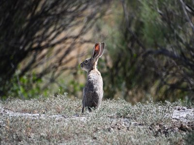 Jackrabbit