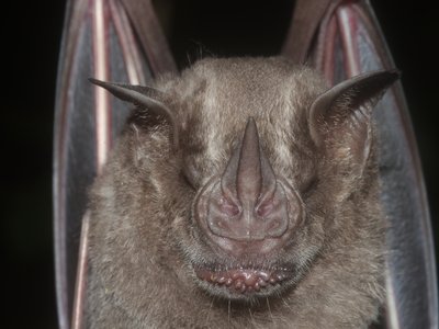 Jamaican Bat