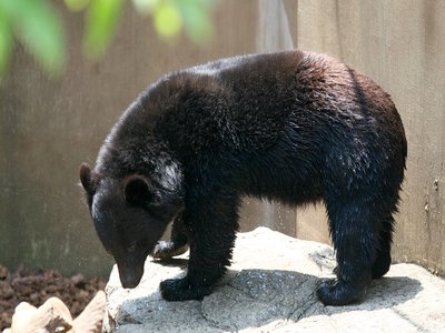Japanese Black Bear
