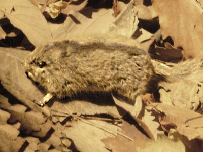 Japanese Dormouse
