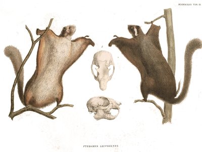 Japanese Giant Flying Squirrel
