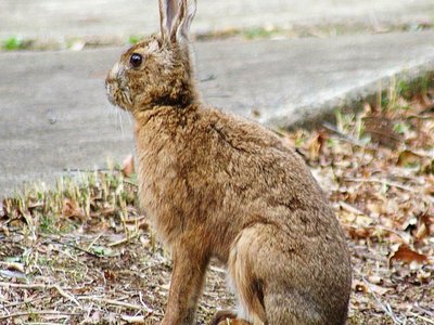 Japanese Hare