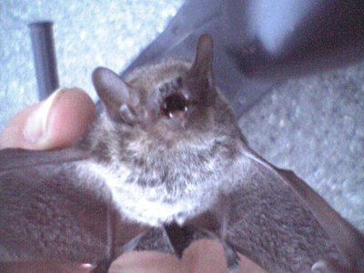 Japanese House Bat