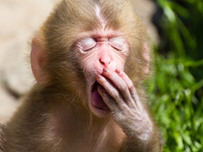 Japanese Macaque