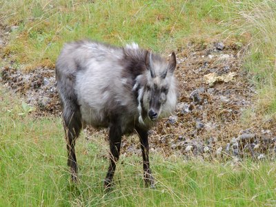 Japanese Serow