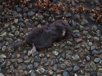 Japanese Shrew Mole