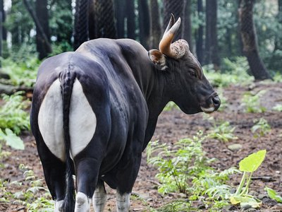 Javan Bull