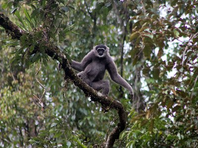 Javan Gibbon