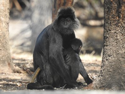 Javan Langur
