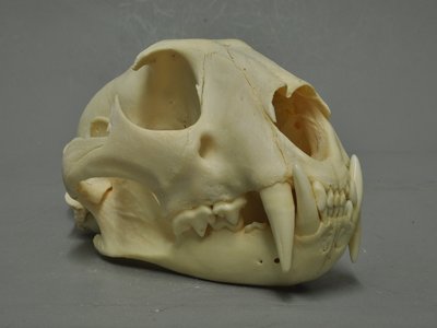 Javan Leopard