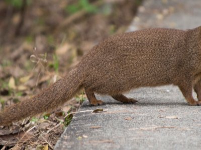 Javan Mongoose