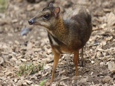 Javan Mouse