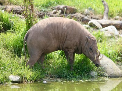 Javan Pig