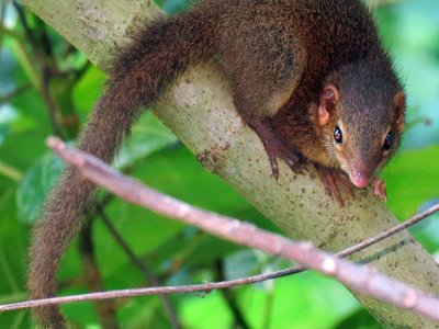 Javan Tree Shrew