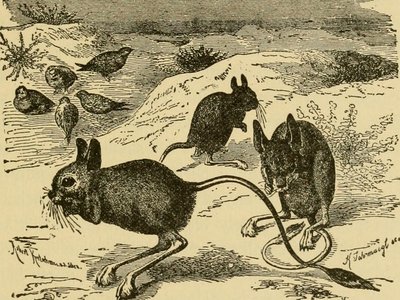 Jerboa