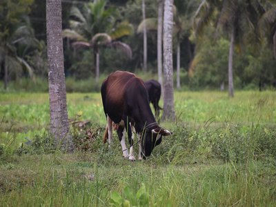 Jersey Cow