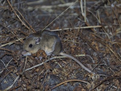 Joaquin Pocket Mouse