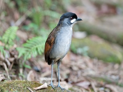 Jocotoco Antpitta