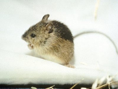 Jumping Mouse