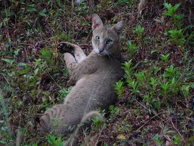 Jungles Cat