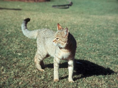 Kaffir Cat