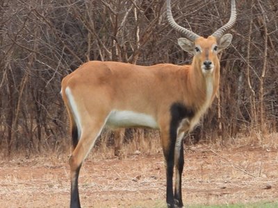 Kafue Lechwe