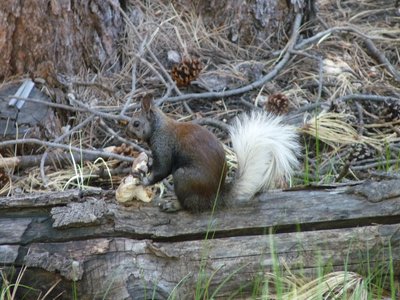 Kaibab Squirrel