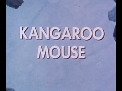 Kangaroo Mouse