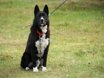 Karelian Bear Dog