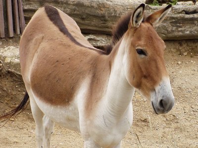 Kiang