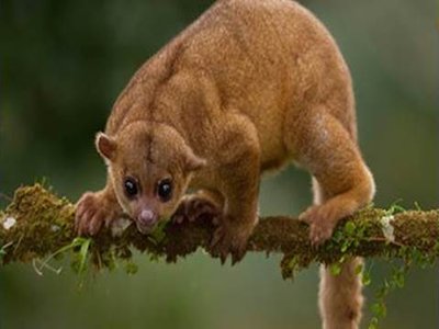 Kinkajou