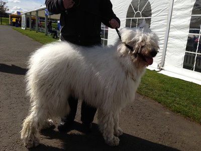 Komondor