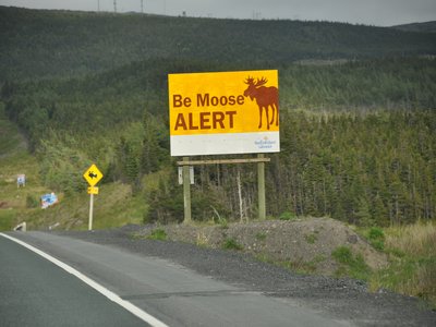 Labrador Moose