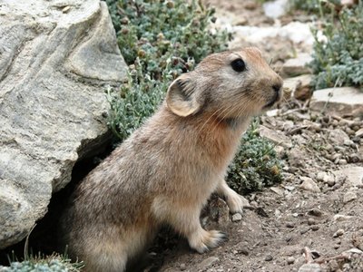 Ladak Pika